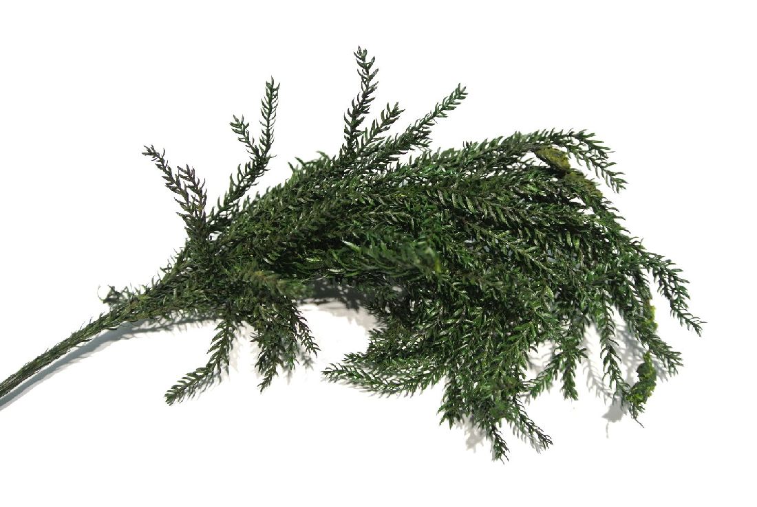 Erikamoos praep. GRÜN 600 g