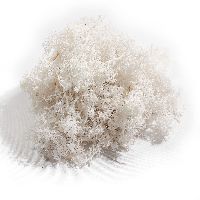 Islandmoos WEISS 500 Gramm Finlandmoos