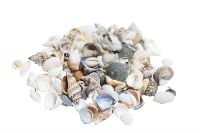 Shell Muschel Mix NATUR  450203 500g